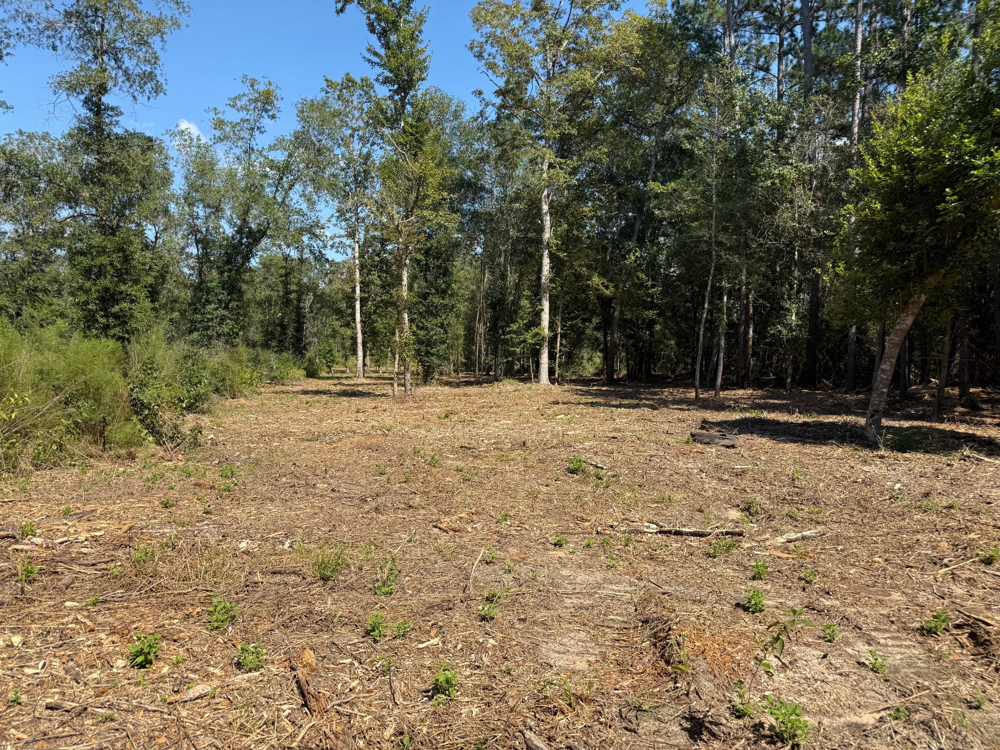 Unrestricted 14 Acres Surrounded by Texas Forest photo 2