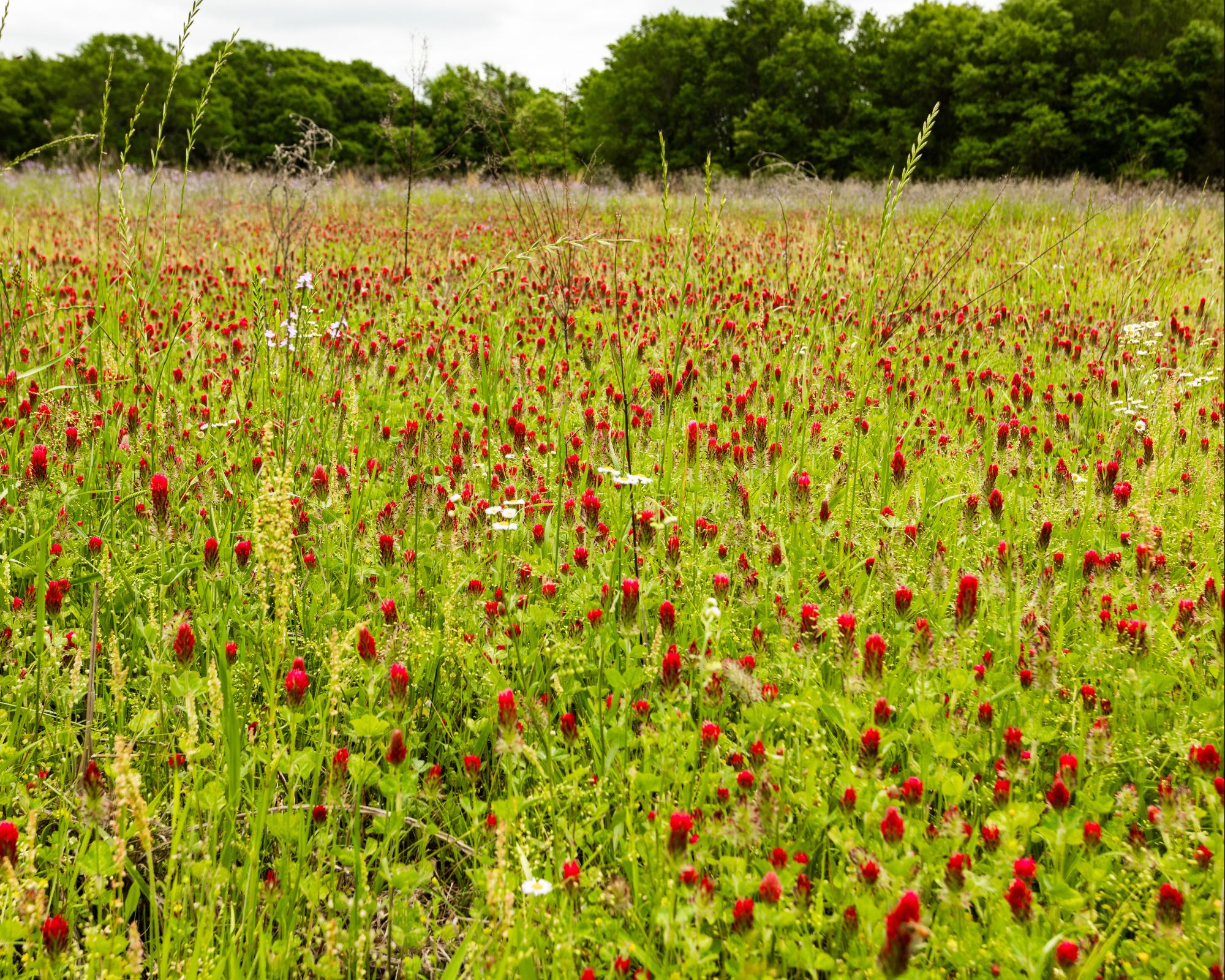 148 Scenic Acres – Ideal for Ranching, Development or Recreation photo 4