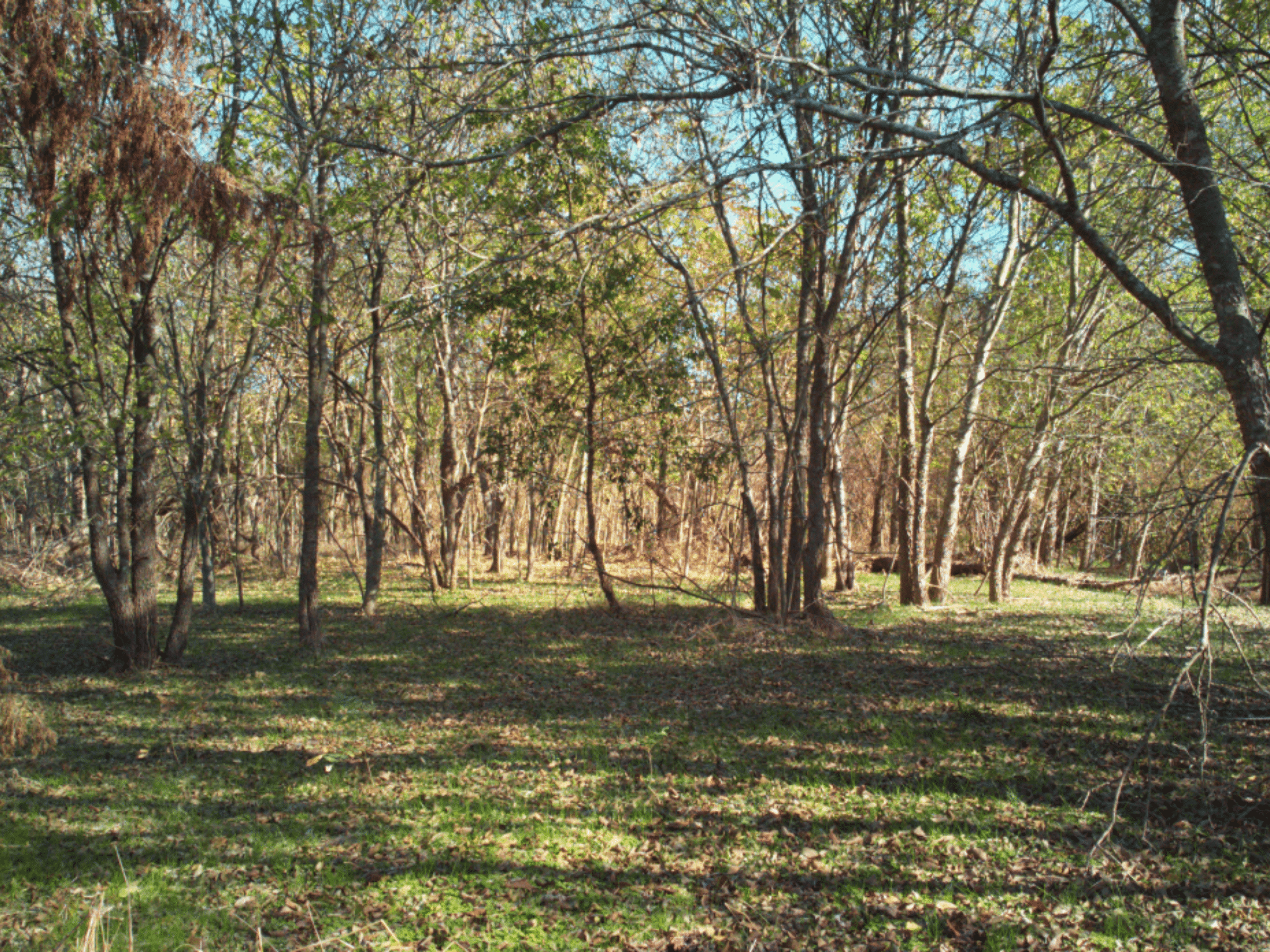 1.29 Acres on Highway 14 – Commercial Frontage in Mexia's Industrial Corridor, Limestone County TX photo 5