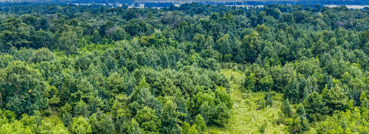 20 Acres – Unrestricted, Build-Ready Ranchette in Liberty County, TX