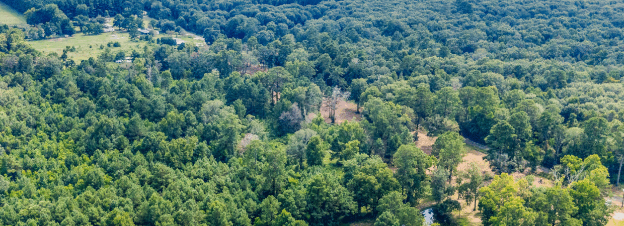 20 Acres – Unrestricted, Build-Ready Ranchette in Liberty County, TX photo 3