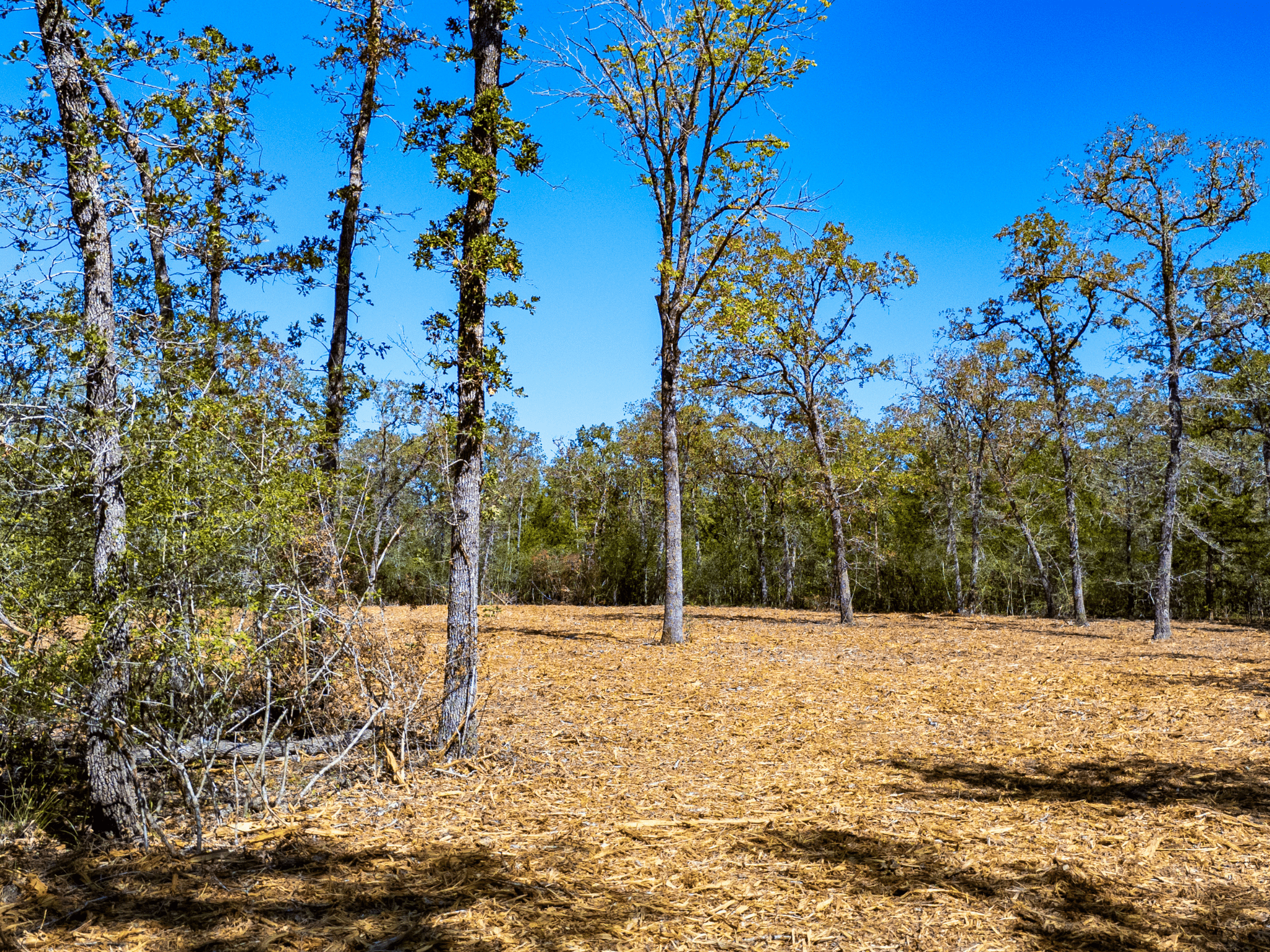 Private Wooded Tract in Burleson County – No Flood Zone, Ready to Build – Tract 3 photo 5