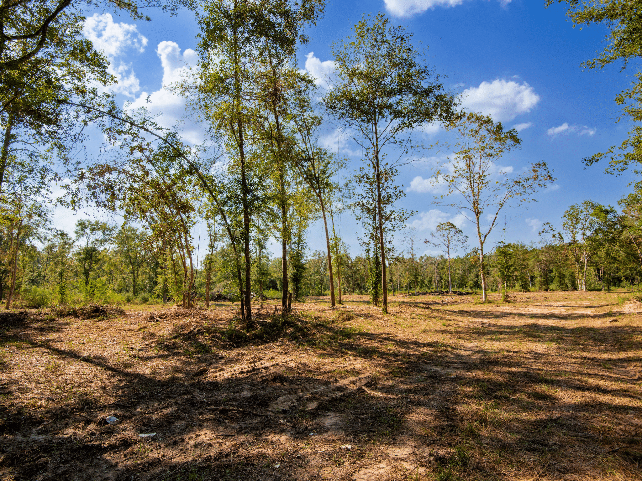 Unrestricted 15.8 Acres Surrounded by Texas Forest photo 3