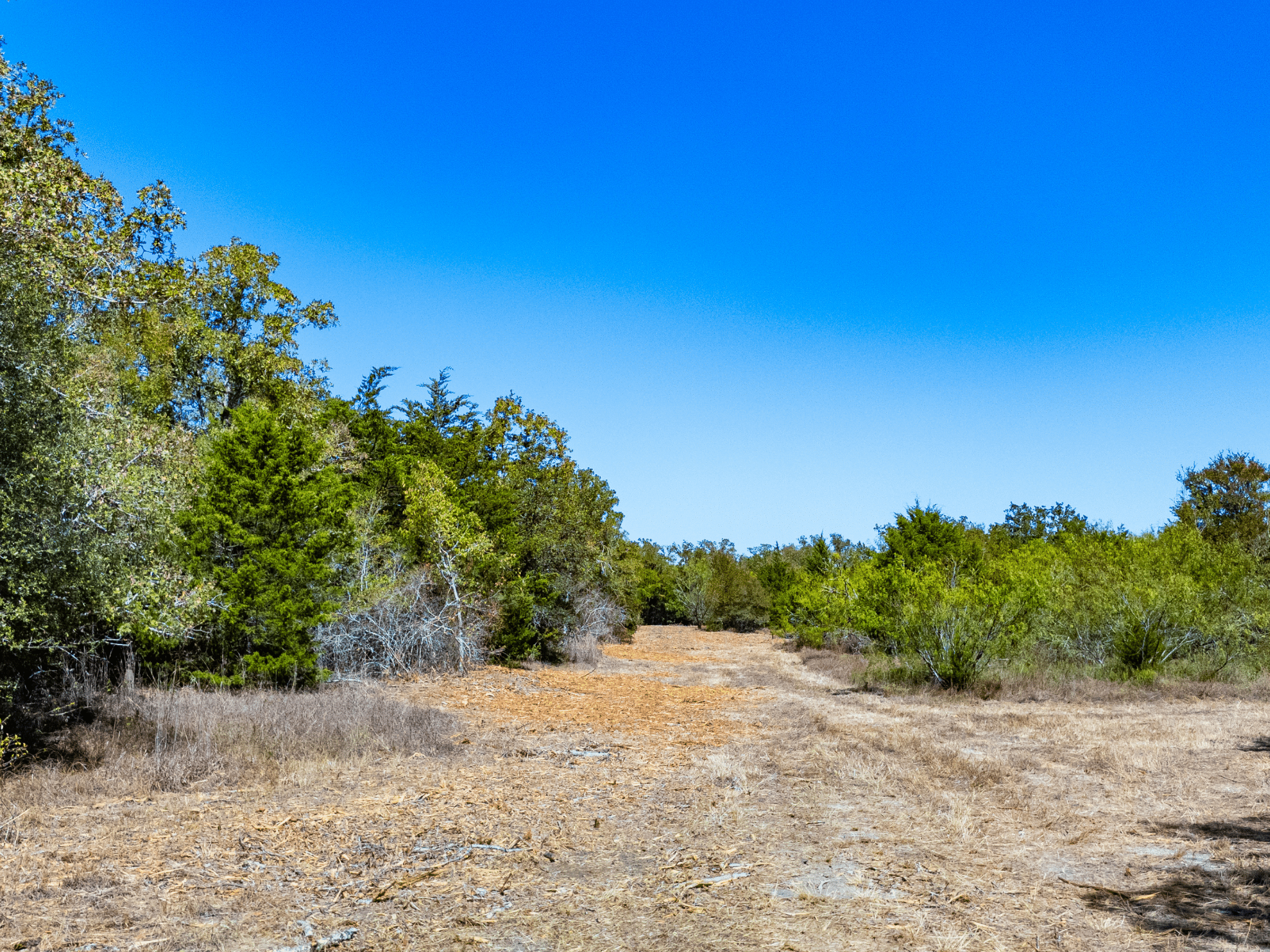 11 Unrestricted Acres with No Floodplain – Partially Cleared Homesite, Lake Somerville Area – Tract 5 photo 4