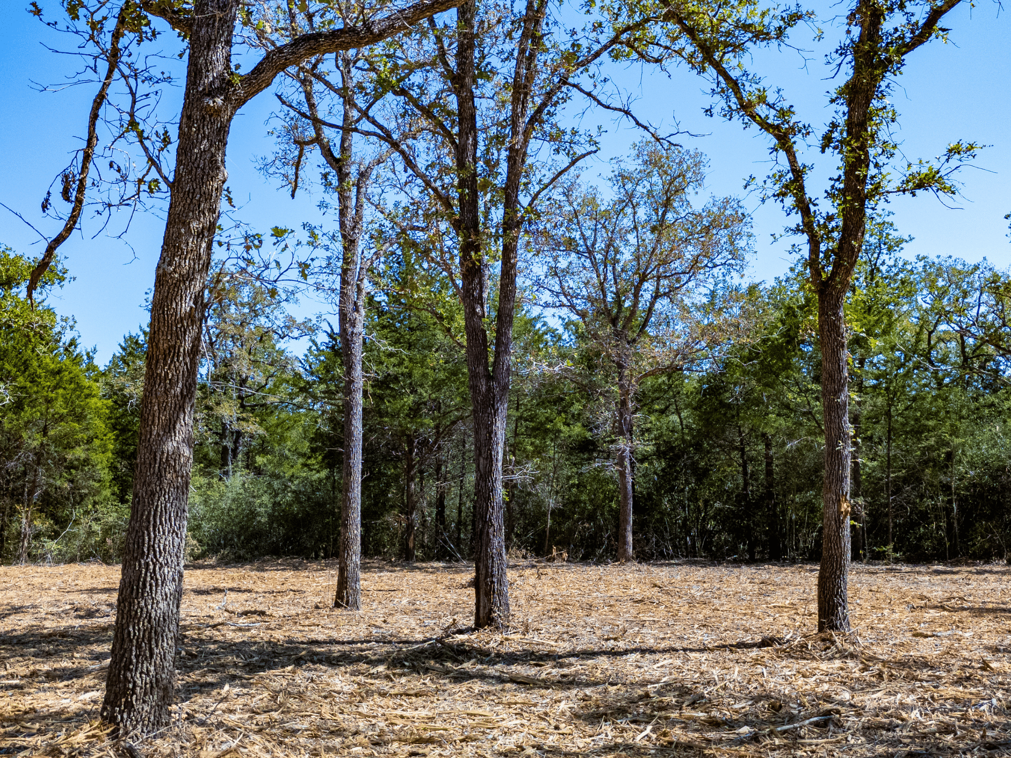 14 Unrestricted Acres – Largest Tract on CR 414, No Floodplain, Cleared Homesite – Tract 6 photo 3