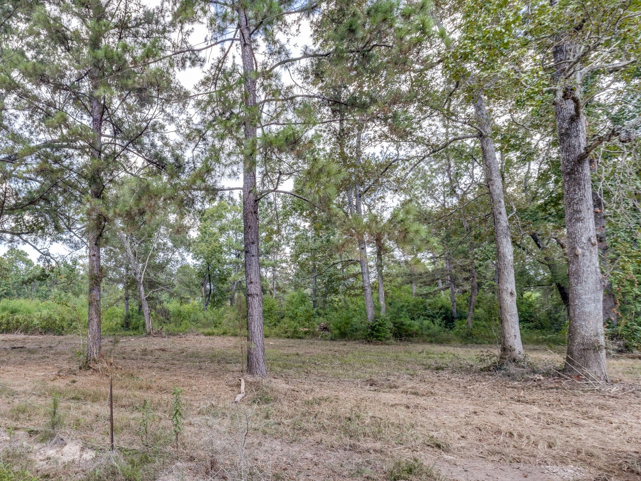 15 Acres – Unrestricted, Build-Ready Ranchette in Liberty County, TX photo 4